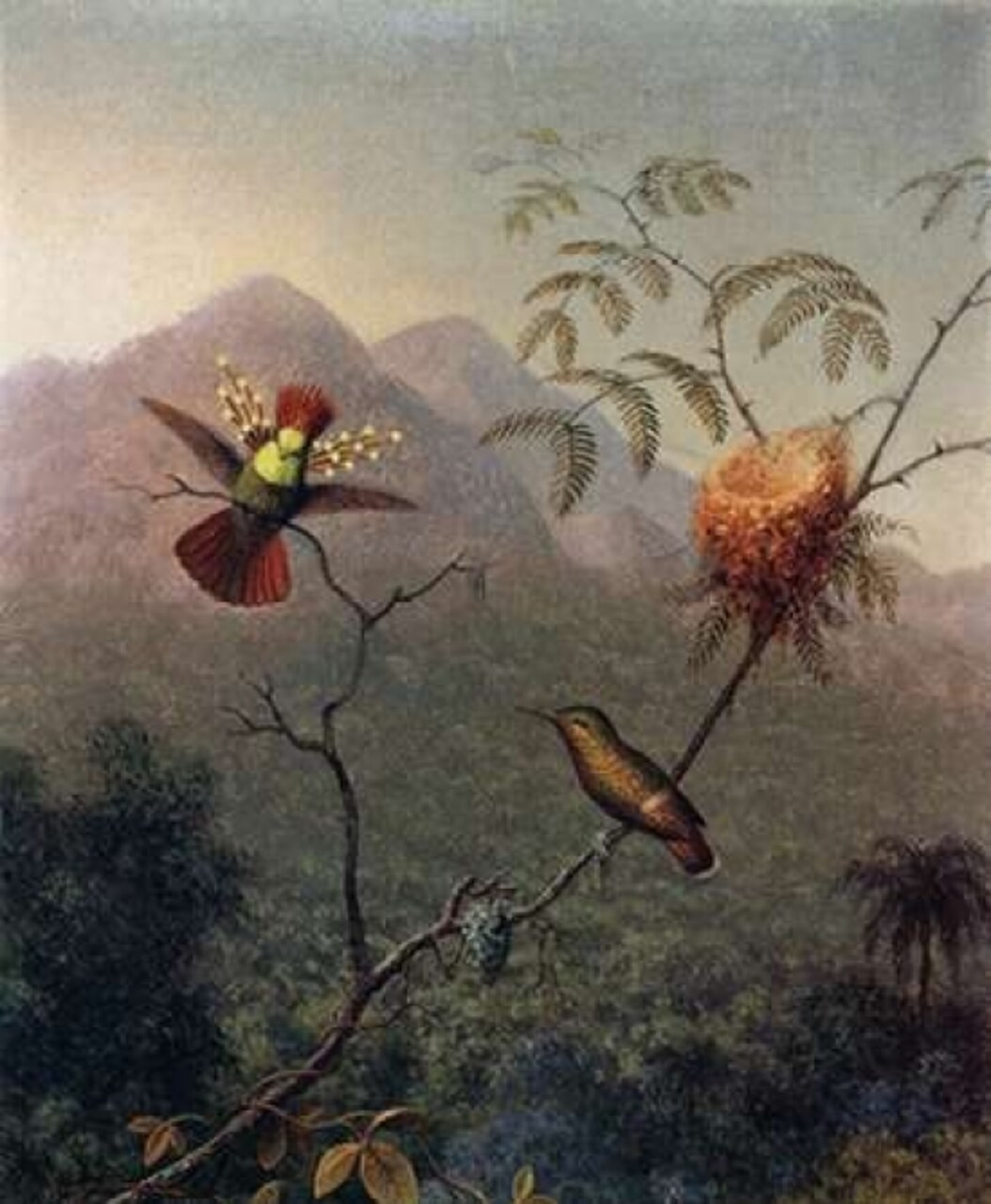 Tufted Coquette Poster Print by  Martin Johnson Heade - Item # VARPDX375815